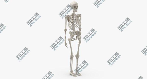 images/goods_img/20210312/3D Real Human Woman Skeleton Bones Anatomy  With Intervertibral Disks 01 White model/2.jpg